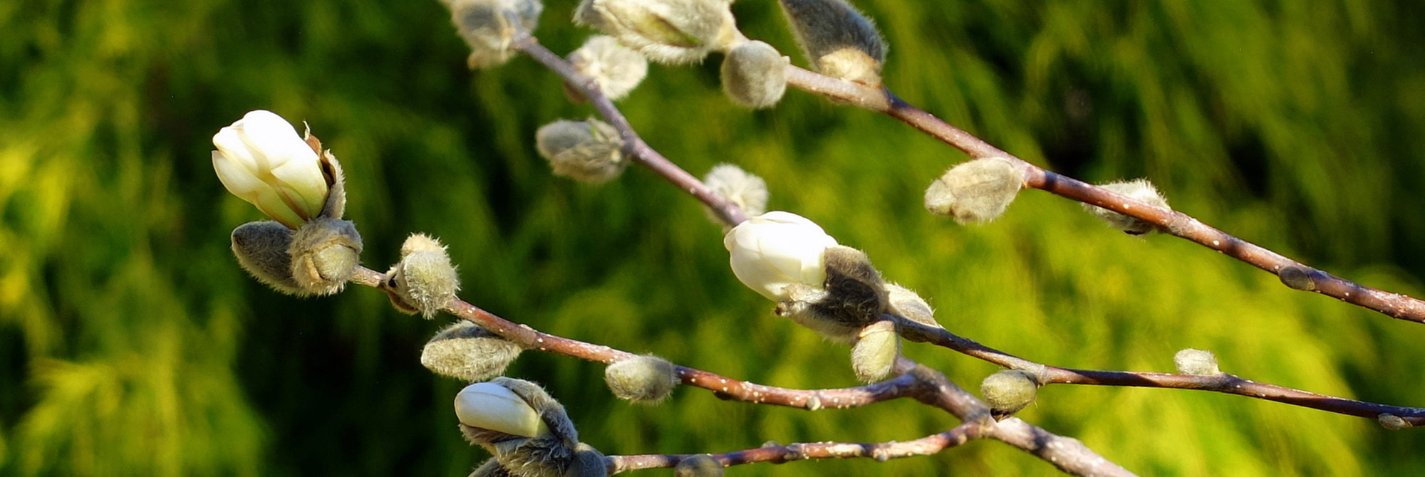 Spring tree blossoms starting to emerge
