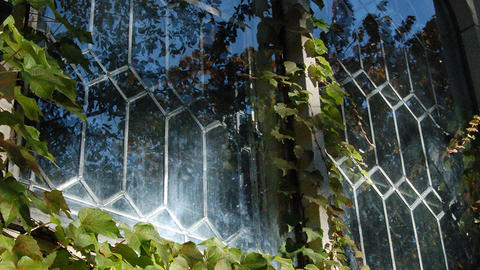 Light reflecting on an ivy covered window