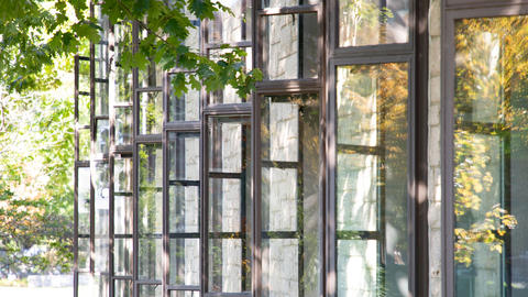 Windows with trees reflecting on them