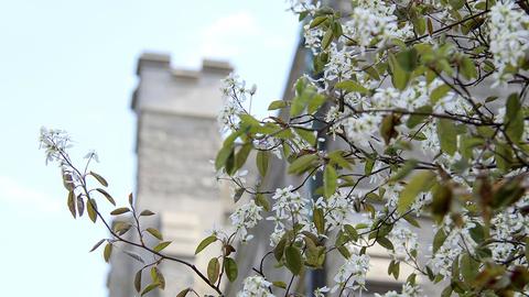 Spring blooms outside Swartz Hall