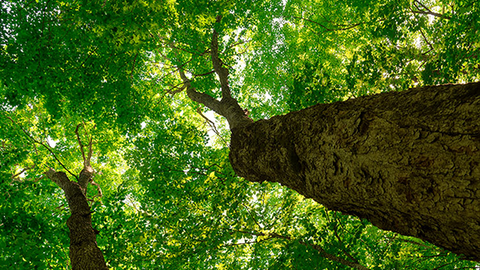 Trees seen from the trunk looking up at green leaves