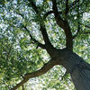 Photo looking up at tree branches with light streaming through them