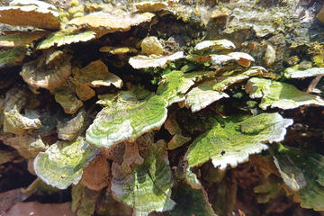 Photo of lichen