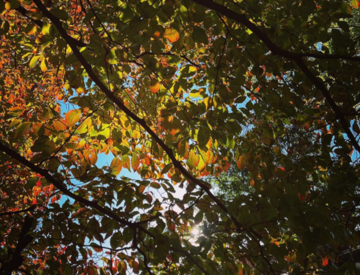 Photo of autumn leaves with the sun shining through them