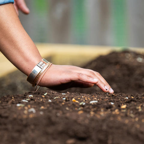 Person's hand touching dirt