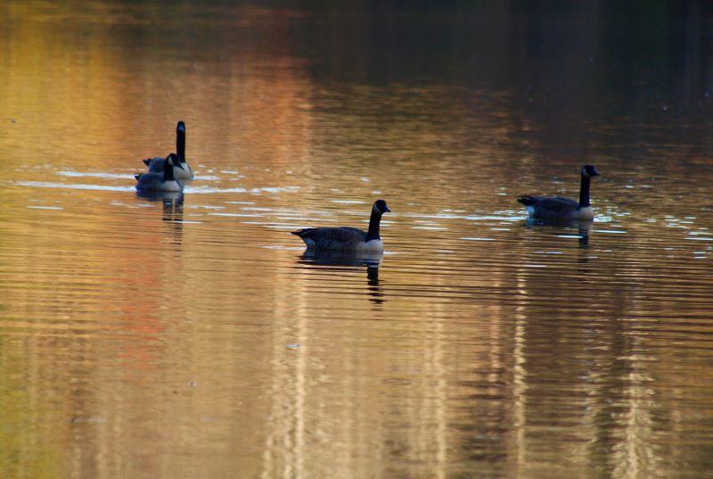 Geese in a pond