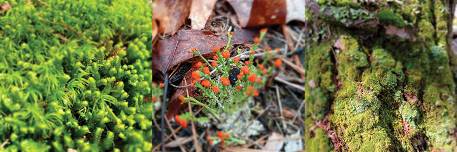 Images of lichen