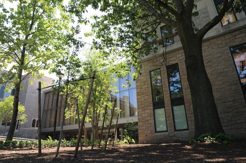 New trees near addition entrance to Swartz Hall