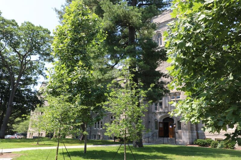 New landscaping on Francis Avenue lawn of Swartz Hall