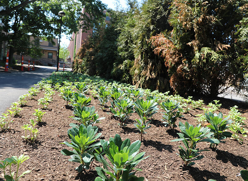 Ground cover on path next to Swartz Hall