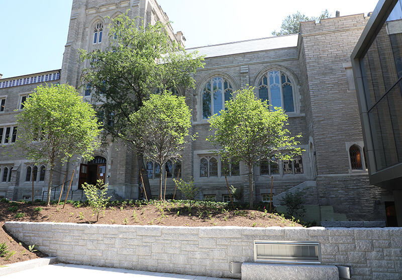 Three trees on Swartz Hall knoll