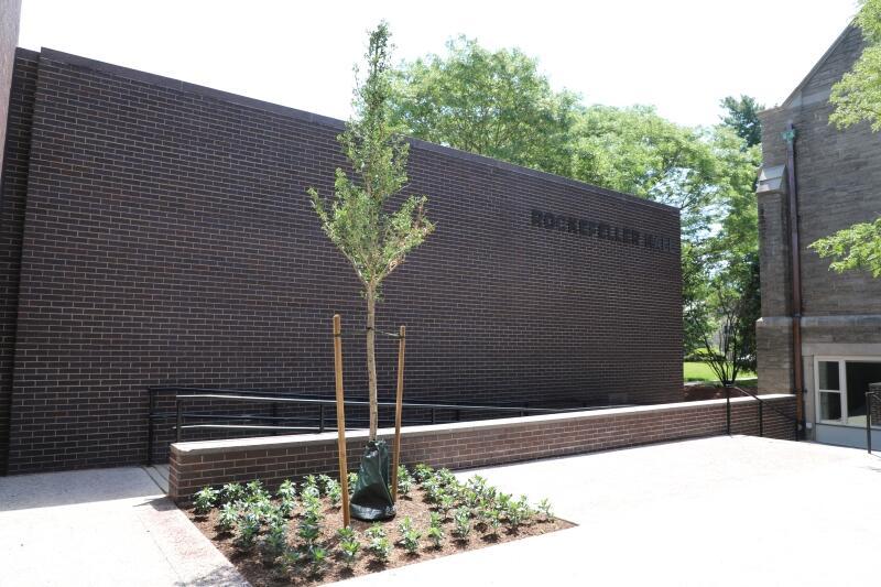 Tree outside entrance to Rockefeller Hall