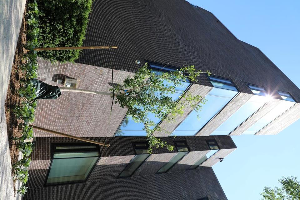 Tree next to side entrance of Rockefeller Hall
