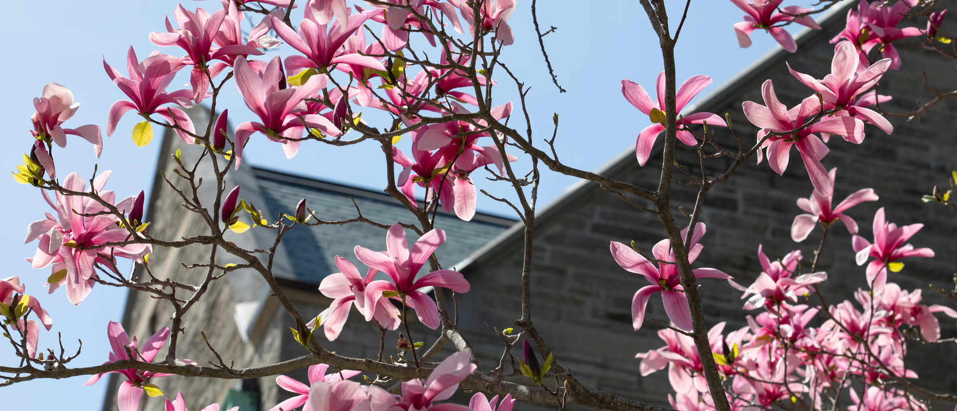Magnolia blossoms in front of Swartz Hall