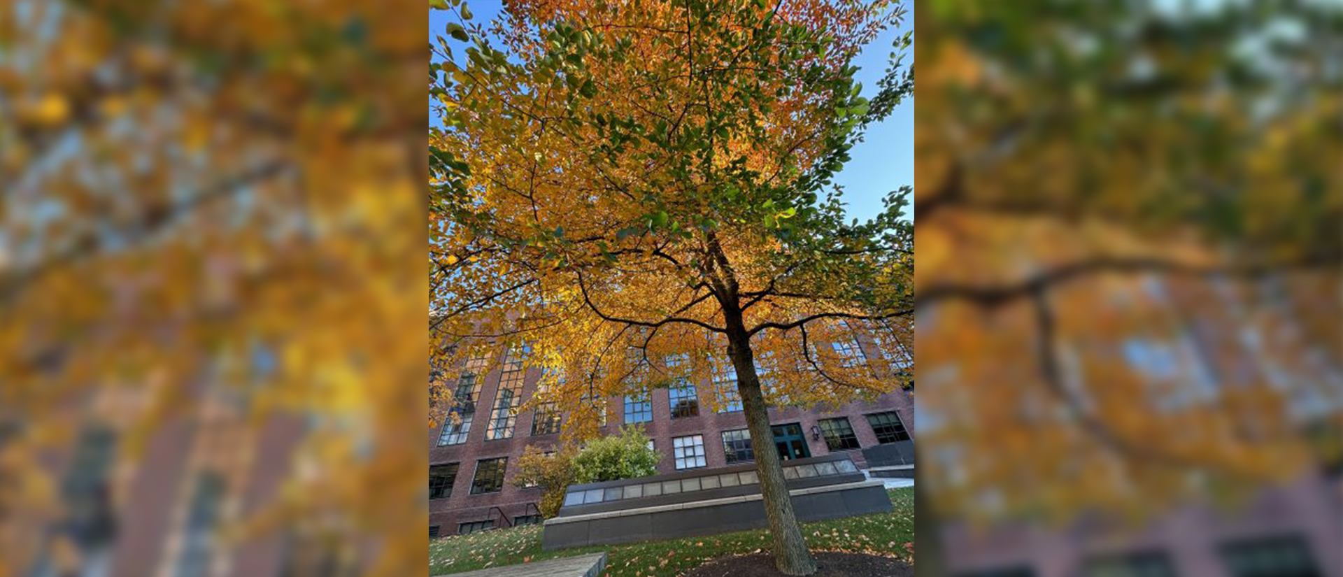 A yellow leaved tree in fall on the Harvard campus