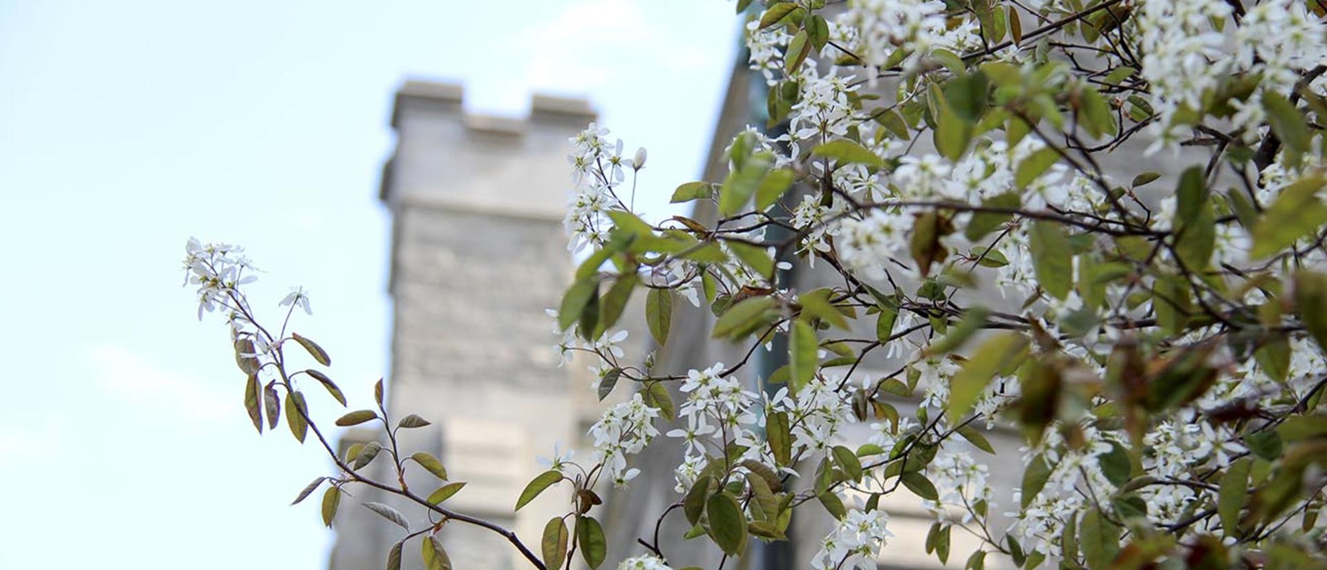 Spring blooms outside Swartz Hall